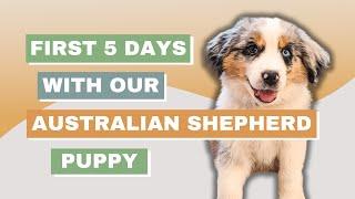 First 5 Days with our Australian Shepherd Puppy