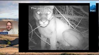 Mountain Lions of the Peninsula and the South Bay - Chris Wilmers and POST