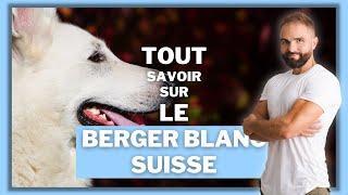 Chien de race Berger Blanc Suisse : caractère, dressage, comportement, santé de cette race de chien