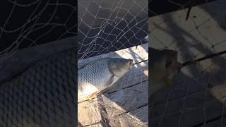 Не дав ПОСНІДАТИ...  #рибалка #короп #fishing #риболовля