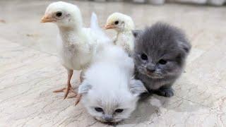 Cutesy MURGI Chicks Laugh Vs Kitty Kitten Meowing | Murgi Chicks Vs Bugui white | #fishcutting