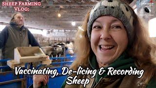 Vaccinating Pregnant Sheep & Ensuring Lamb Parentage | Daily Sheep Farming Life