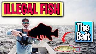 Bull Minnows Catch "ILLEGAL" Reef Fish in Pensacola Bay on New Years Day 2022!    Inshore Fishing