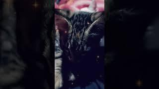 tere waste #kitty #catlovers #cats #catlover #petlovers #cute #mycat