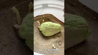 教你如何简单留佛手瓜种！How to store chayote seeds?