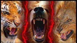 BIBLICAL CURSES THAT BRING SPIRITUAL & PHYSICAL ATTACKS BY BEARS,LIONS,SNAKES & BUGS-Yes,REAL THINGS