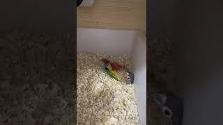 Parrot, parrot, cute, funny parrot, hand-raised parrot, legal feeding, cute pet, record pet's daily