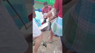 shark 300kg fish 