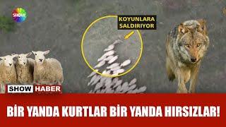 Kayıp koyunlarını kurtlar sofrasında buldu!