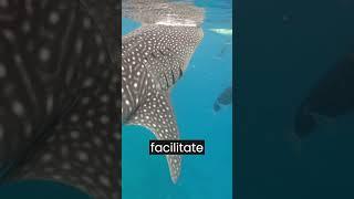 Whale Shark Skin Is Very Thick #whaleshark #shorts