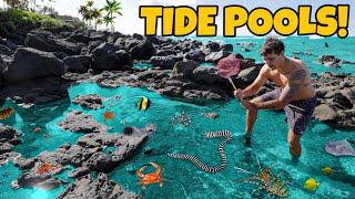 Finding CREEPY Sea Creatures in REMOTE TIDE POOLS!!