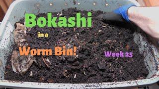 Bokashi Composting in a Worm Bin 25th Week (04/10/2020)