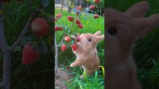 The world's cutest and smartest rabbit ￼ ?