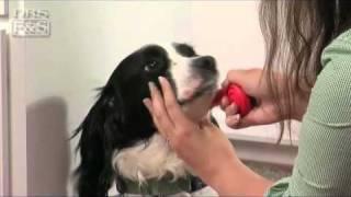 Dog Easy Finger Toothbrushes | DrsFosterSmith.com