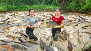 Harvesting a lot of fish after 2 years of raising fish, The villagers excitedly came to buy fish