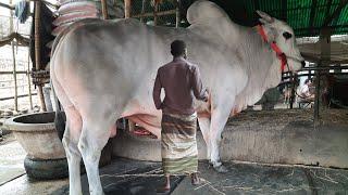 Big Cow in india 2020 -  Biggest Bulls Of The World