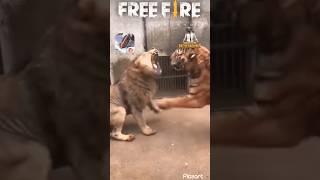 Free fire  vs Pubg attitude status!! Lion vs tiger fight #shorts #lionvstiger