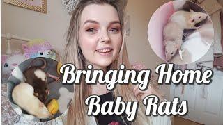 Bringing Home Baby Rats// Getting My First Rats! //Vlog