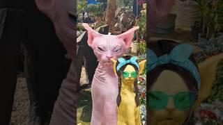 #beautiful cute cat #crazy #catimama #funny #lol #sphynx #explore
