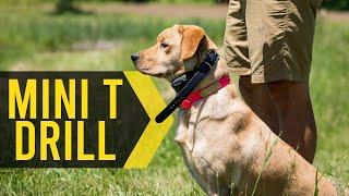 Mini T Drill Update - Gun Dog Training