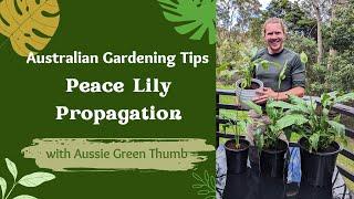 Peace Lily Propagation: A Step-By-Step Guide with Nathan from Aussie Green Thumb