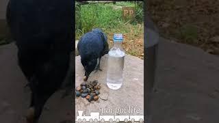 Intelligent Bird Crow 