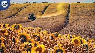 Harvesting MILLIONS Of Tons Of SUNFLOWER Seeds To PRODUCE Sunflower Oil For Cooking