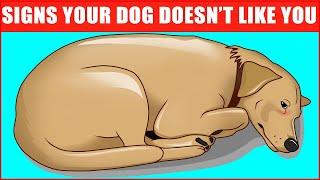 14 Signs Your Dog Doesn’t Love You (Even if You Think They Do)