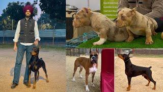 Chandigarh Dog Show 2024 | Amazing Dog Show in Chandigarh | Dangerous Breeds in Chandigarh India