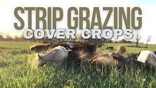 Strip Grazing Winter Cover Crops - March 17, 2024