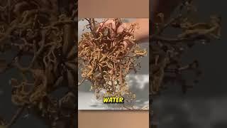 A creature from space  