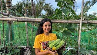 Halos araw- araw na akong nag haharvest sa garden! Pepino, ampalaya at patola+Our 2nd room tour