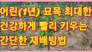 어린(1년, 2년) 묘목 건강하게 빨리 키우는 간단한 재배방법/Raising young Seedlings (농사의신)