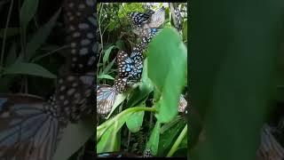 Dark blue tiger butterfly