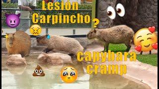 Calambre carpincho - Capybara cramp