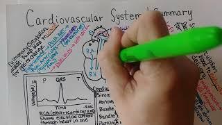 Cardiovascular System | Summary