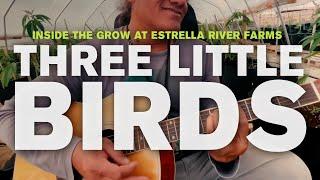 Three Little Birds (Bob Marley Cover) Inside The Grow At Estrella River Farms In Paso Robles, CA