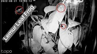 Lemur Leaf Frog, Night 4 21/08/2022  (18:59pm- 20:23) - Only footage