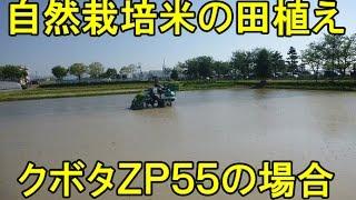 自然栽培米の田植え・クボタＺＰ５５の場合です。2016/5/18