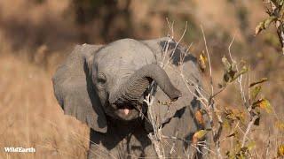 Elephant calf cuteness - SafariLIVE Sunrise - 13 October 2024