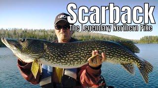 SCARBACK: The Legendary Northern Pike | Fish'n Canada