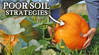 How To Grow LOADS of Food in Poor Soil (Minimal Compost Ideas)