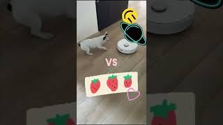 Cat Vs Dog #frenchbulldog #cats #catsvsdogs #LuniPogonici