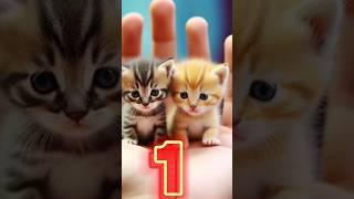 cute cat  || #shortsfeed #mycutecatabm #cuteanimal #cutecatvideosong  wp-21