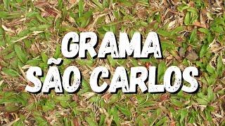 Grama São Carlos: Tudo Sobre Essa Planta