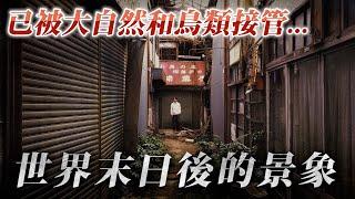 27間店舖全淪為廢墟 曾經繁盛一時 如今已變野鳥棲息地...｜奇日本 下渕市場