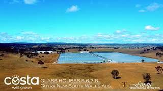 Costa Tomatoes  Farmers In Guyra NSW Australia 