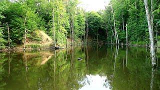 Lacul din pădure