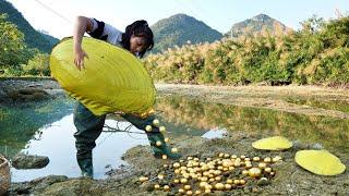 New Discovery on the Road to Wealth: A Girl Open a Yellow Clam and Pour Out the Treasure Inside