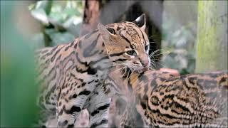 Santa Fe College Teaching Zoo Tour